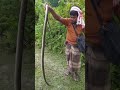 স হস স প র য Sapuria In Courage Funny Snake Shorts 