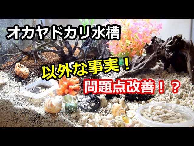問題点を改善 オカヤドカリ水槽レイアウト変更 Youtube 問題点を改善 オカヤドカリ水槽レイアウト変更 Youtube
