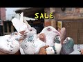 Good quality madrasi pigeon for sale from abid da pigeon loft