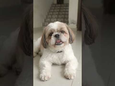 🥰 cute jhinga lala | Kong ka song 🐶 #shorts #shihtzu #shortsfeed