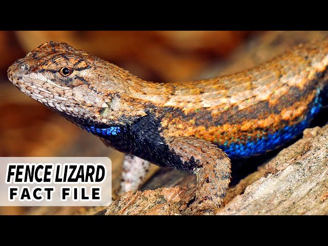 Western Fence Lizard – AKA “Blue-Belly”