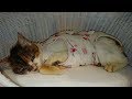 愛護センターに一年以上いた末期の乳癌の猫を引き取りました【I adopted her from an animal shelter】