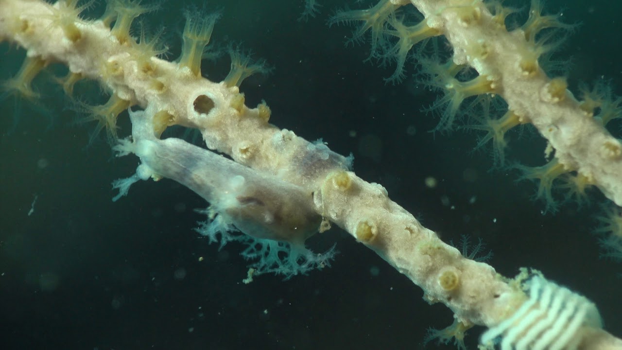 Tritonia des gorgones - Tritonia nilsodhneri - Palavas (France)