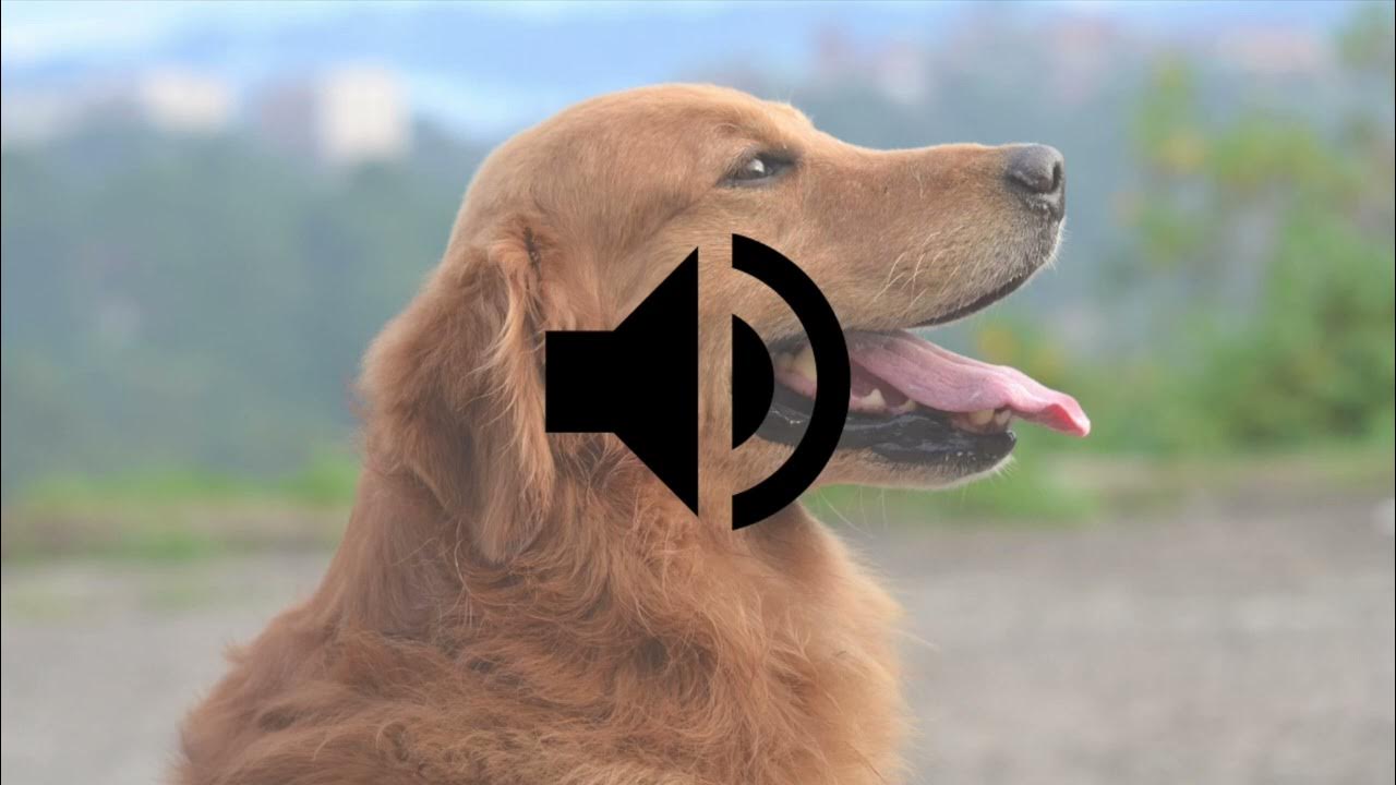 Dog Toy Sound Effect HD I Play It to Your Dog YouTube