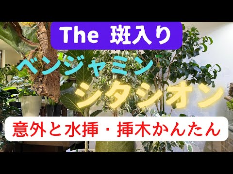 フィカスの増やし方：空気圧条法と挿し木の簡単なコツ