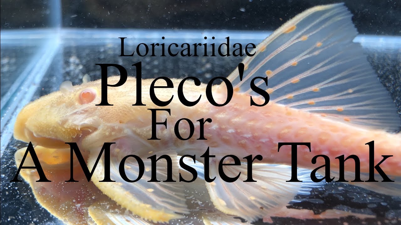 Plecos for Monster Fish Aquariums - L numbers, Loricariidae