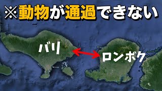 バリとロンボクの動物はどうしてこんなに違うの？