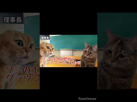 専門学校時代の入学理由がヤバかった話【実話】 #shorts #猫ミーム