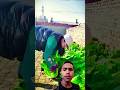 cuman di tanam di paping tapi bisa tumbuh subur dan besar! #satisfying #agriculture #shorts