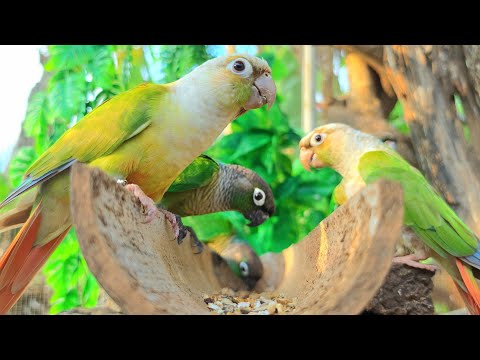 The parrot is foraging for food, Green cheek conure parrot happy sound. 