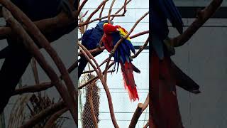 Gapyeong Begonia Bird Park Korea 🌿🇰🇷🐦🐧🦤🦉🦜🇰🇷🌿