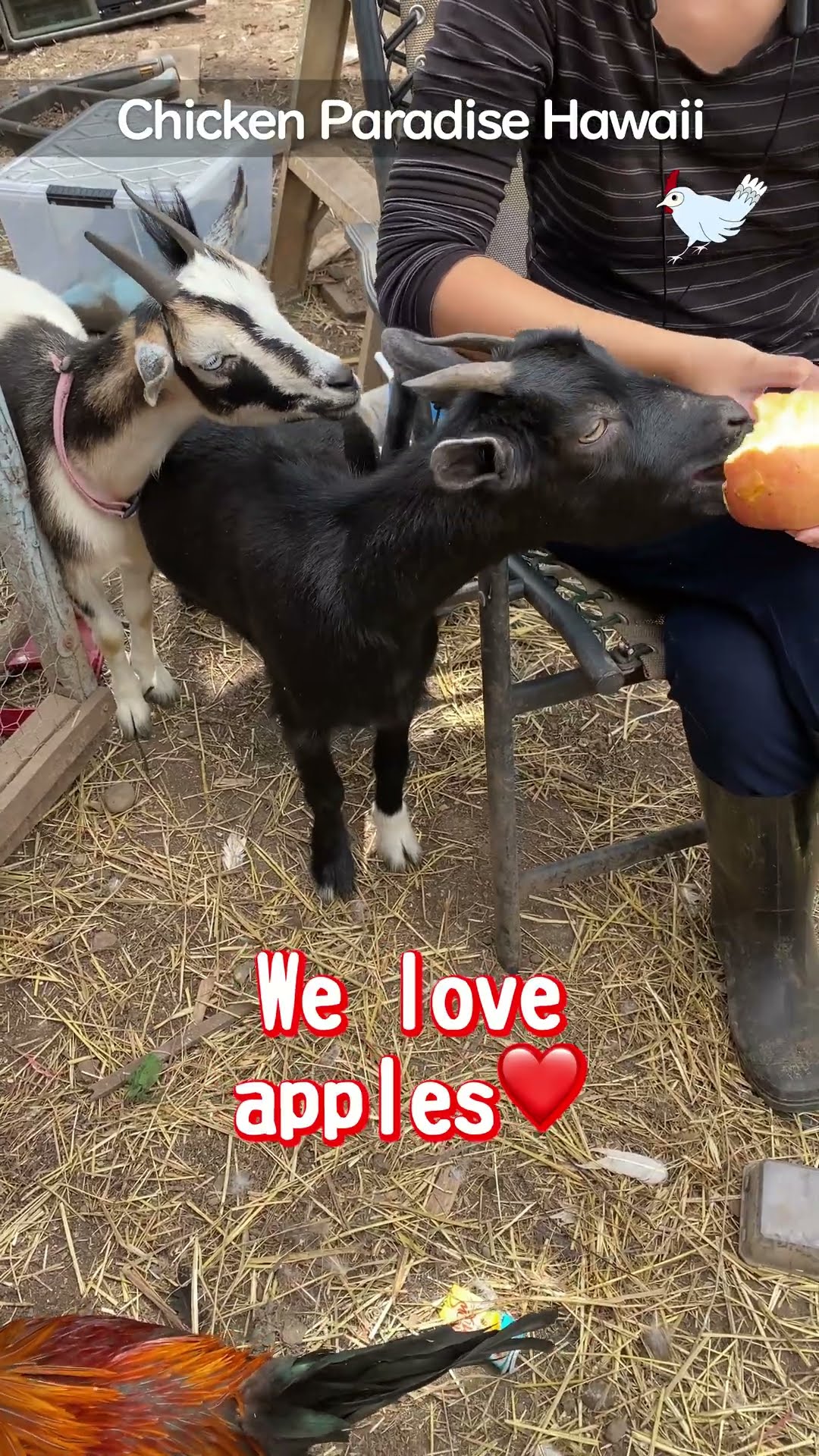 Boo and Ghost love apples
