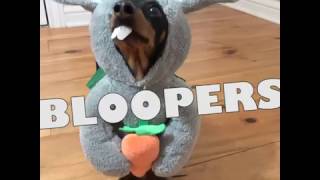 Easter Bunny Wiener BLOOPERS