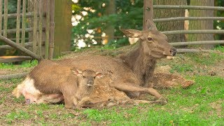 V Zoo Ostrava se narodila dvojčata největšího jelena V Zoo Ostrava se narodila dvojčata největšího jelena
