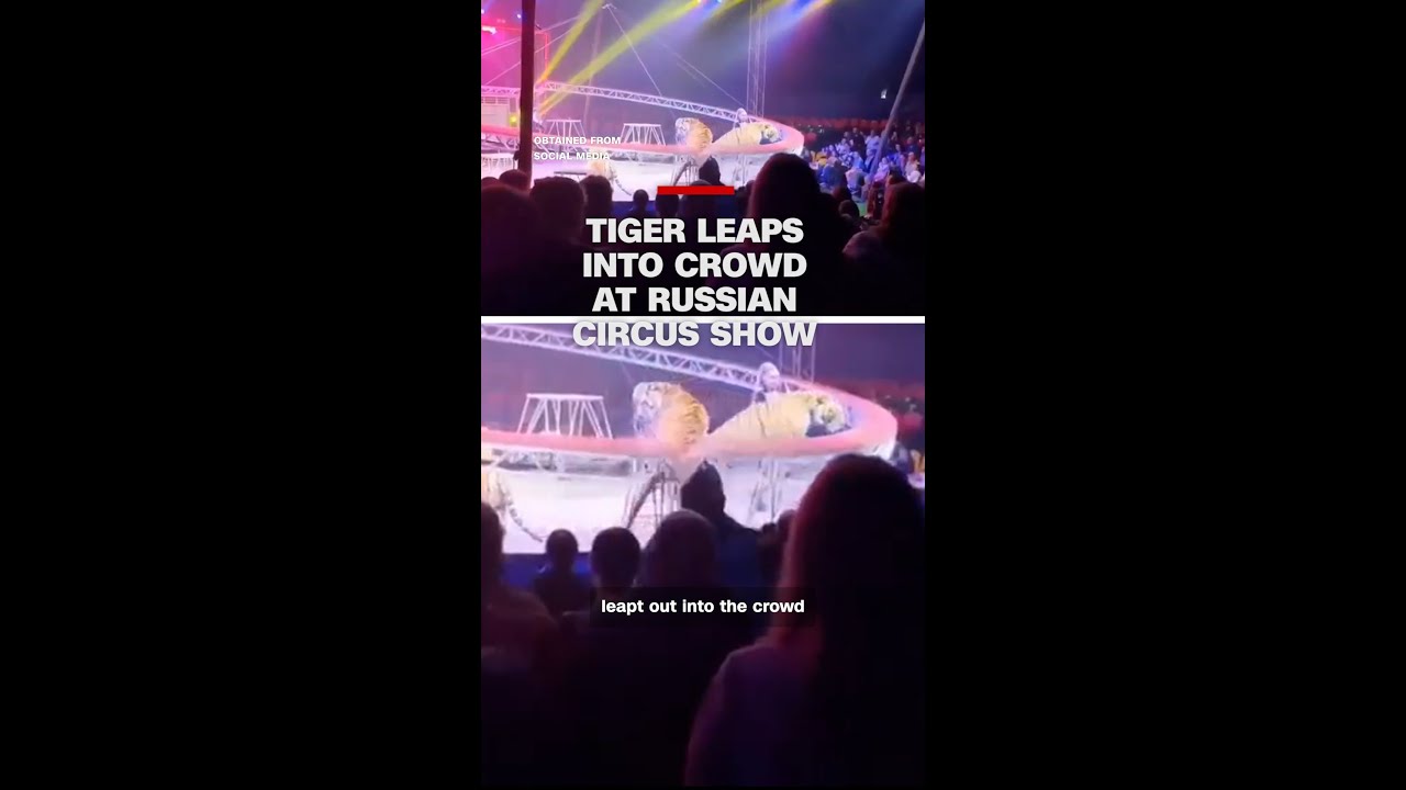 Tiger leaps into crowd at Russian circus show