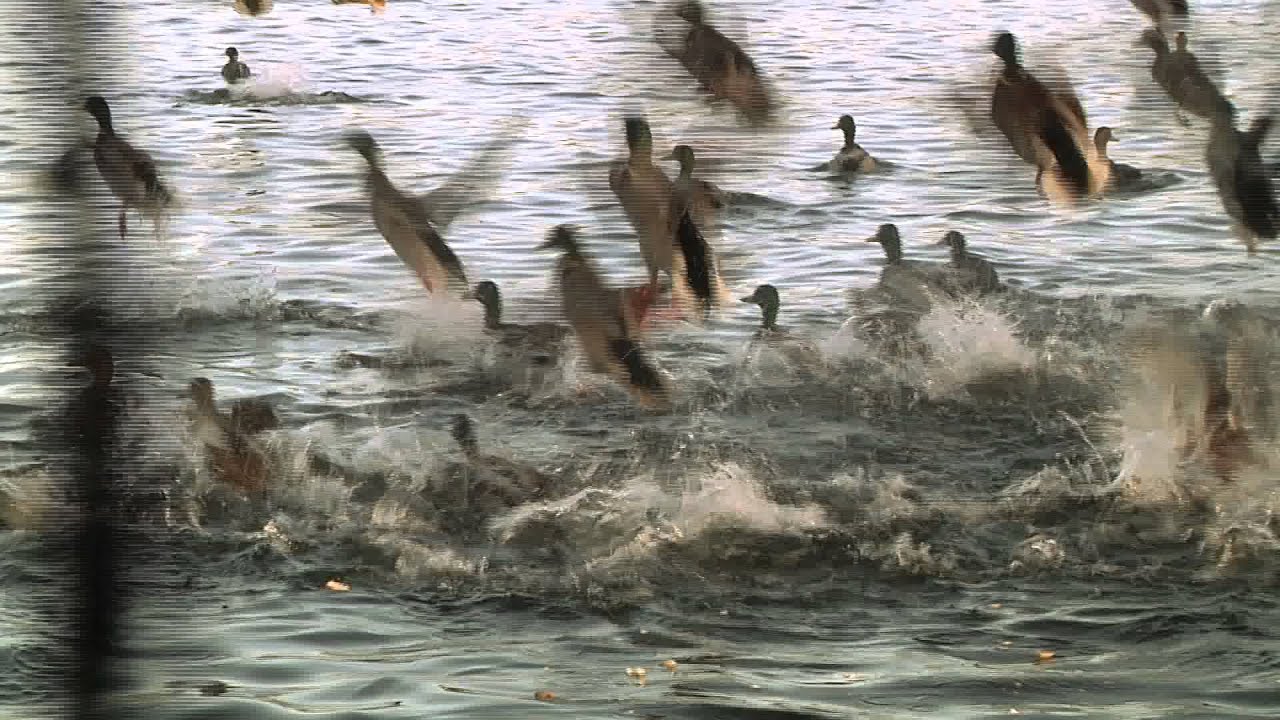 Viborg Kend Din By -Nørresøen (Panasonic  HPX171 Montage)
