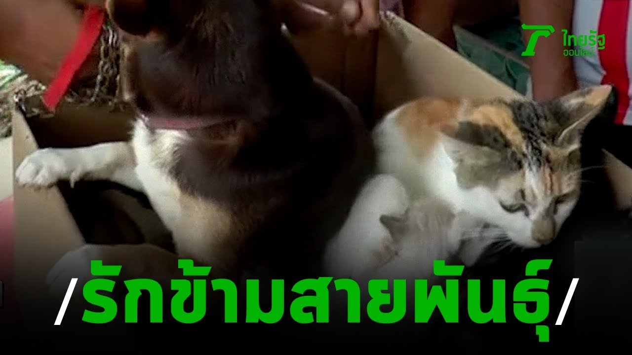 สงคราม หมา แมว 2022 Update \