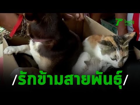 "งง"หมาผสมพันธ์ุแมว ได้ลูกครึ่งหมาแมว | 15-11-62 | ข่าวเช้าไทยรัฐ