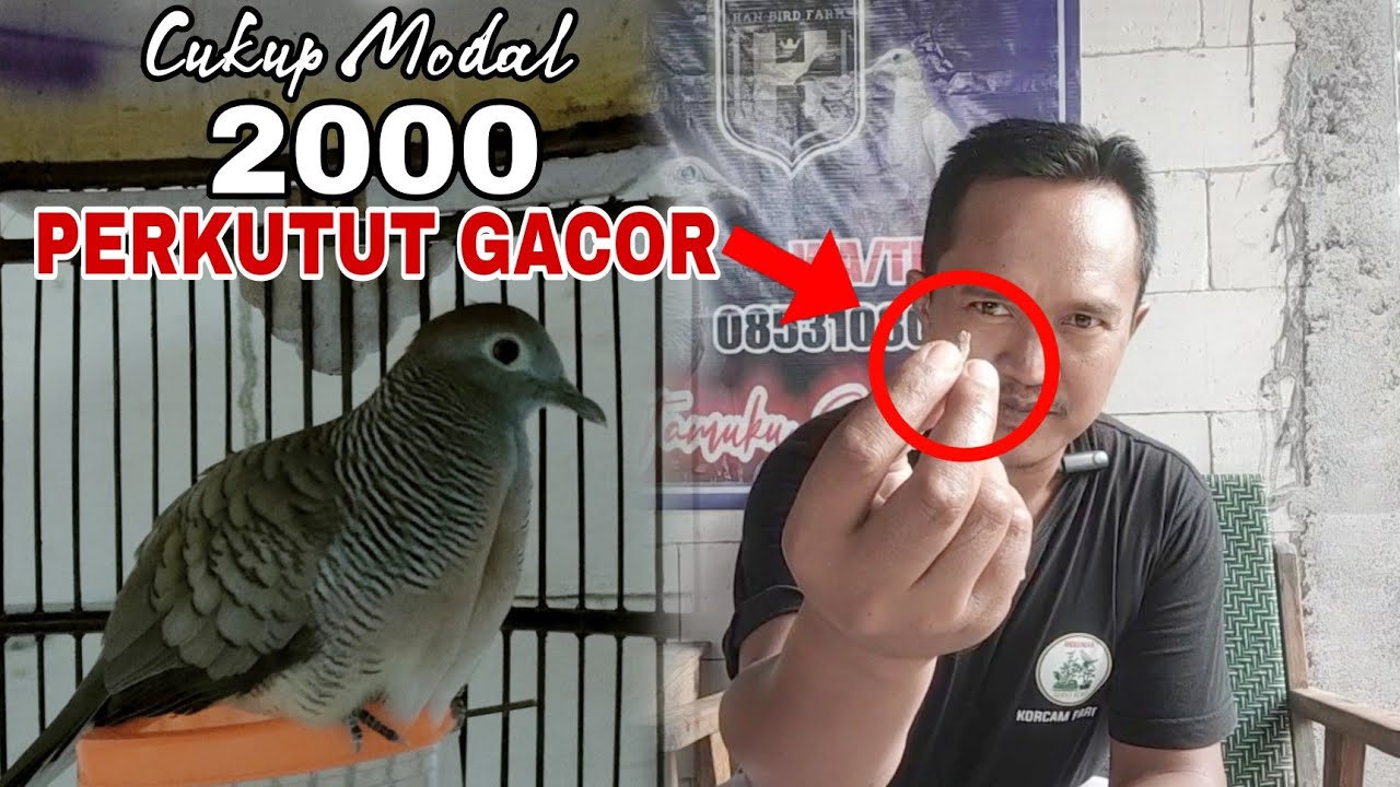 Inilah Ramuan Ampuh Supaya Perkutut Gacor, Kerot Dan Bekur Part 1