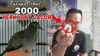 Inilah Ramuan Ampuh Supaya Perkutut Gacor, Kerot Dan Bekur Part 1