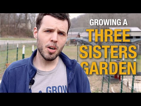 Video: A Three Sisters Garden - Fagioli, mais & Zucca - Know How di giardinaggio