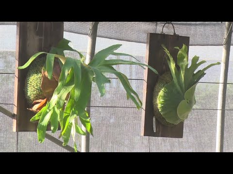 疫情開啟斜槓人生 廚師種鹿角蕨轉攻療癒商機 - 園藝植物栽培 - 台灣新聞