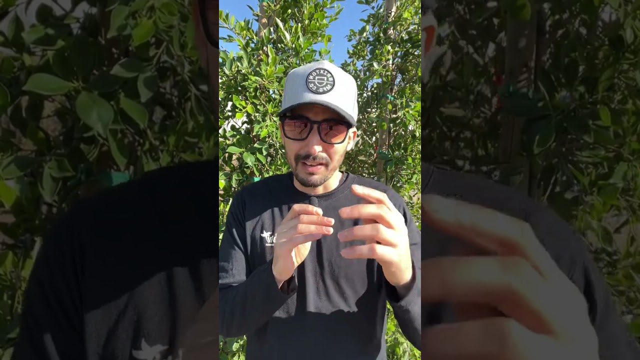 One of the best privacy hedge / Ficus Nitida