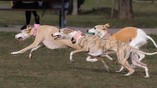 Three Whippets Full Speed Through The Park In Slow Motion by ShowPaws 667 views 1 month ago 2 minutes, 25 seconds