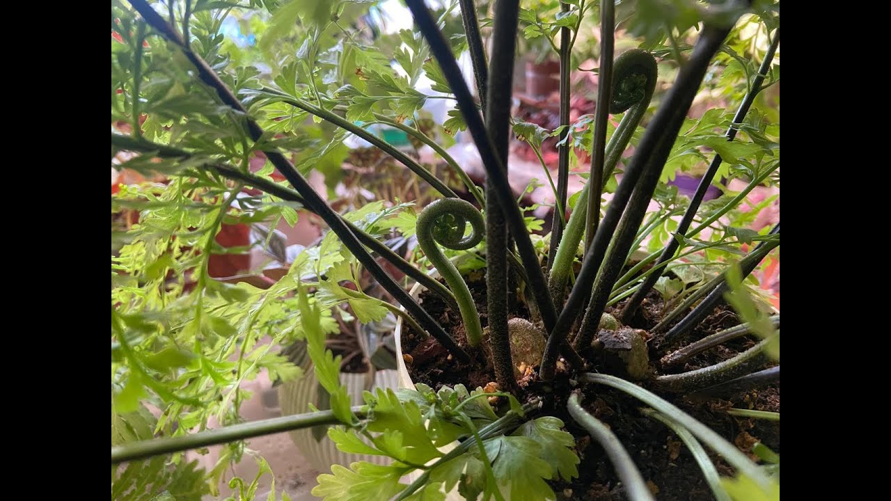 №22.  Красивые папоротники. Пересадка. Blechnum Silver Lady. Асплениум Бульбиферум.