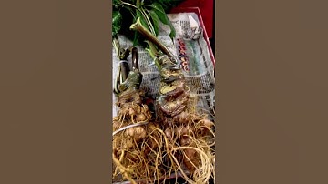 cặp sâm vùi đầu dài 2 củ= 900g trên 10 năm tuổi , cành lá xanh tươi lên bình đẹp.