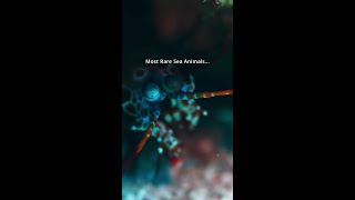Most Rare Sea Animals