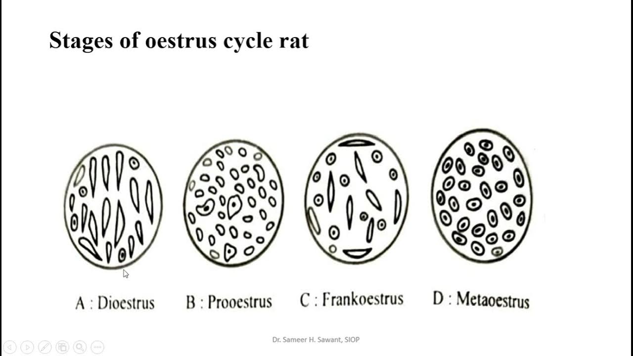 Bioassay of oxytocin using rat uterine horn by interpolation method