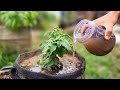 This fertilizer trick  juicy giant tomatoes youll crave