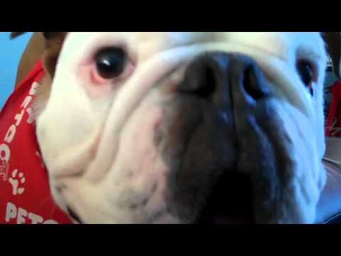 how to to growl on command bulldog growl bark on command doovi how to to growl on command bulldog growl bark on command doovi