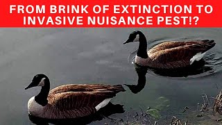 Is This A Wildlife Management Success Story Or......?