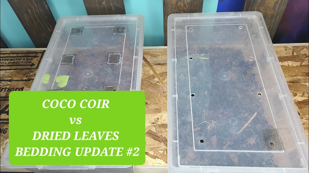 Coco Coir vs Dried Leaves Bedding Worm Bedding Update 2 YouTube