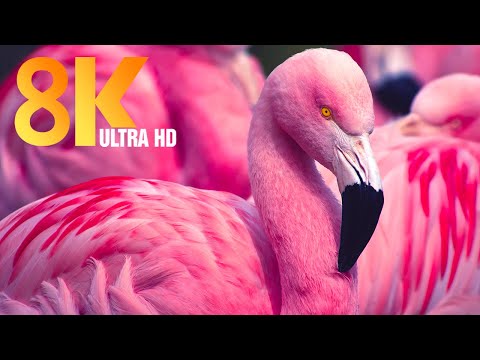 8K VIDEO ULTRA HD Collection of Animals