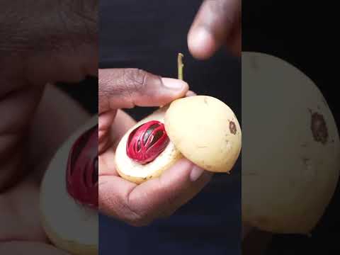 Nutmeg, The Black Gold Of Grenada 🇬🇩