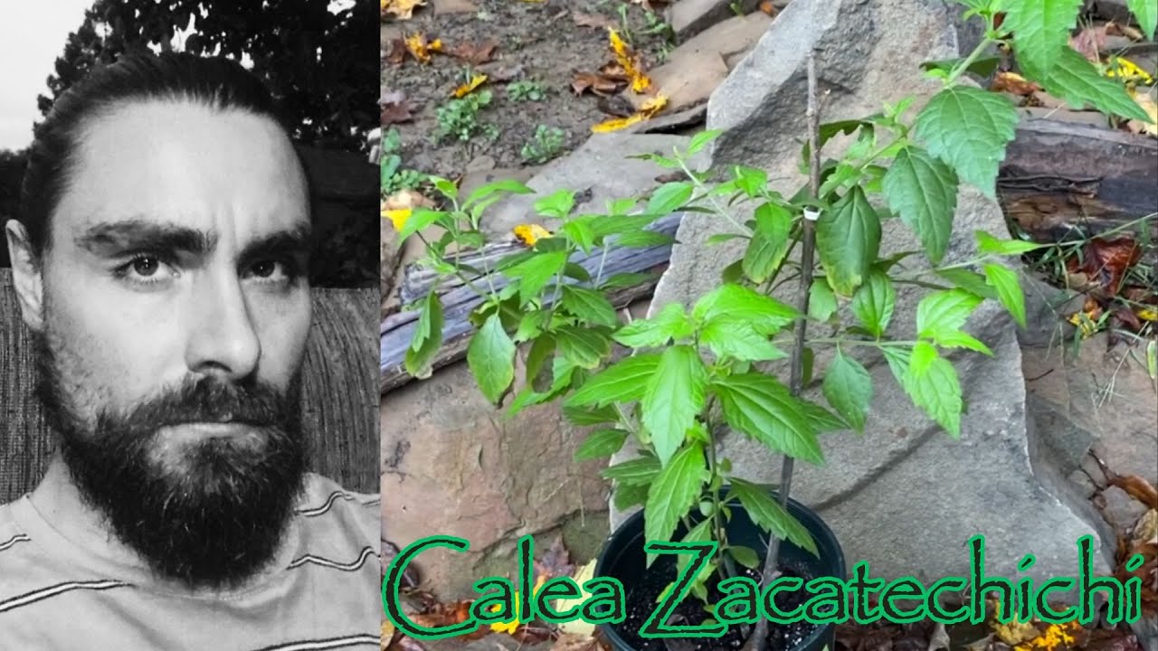 Green Gnosticism pt 2: Calea Zacatechichi - The Mexican Dream Herb ...