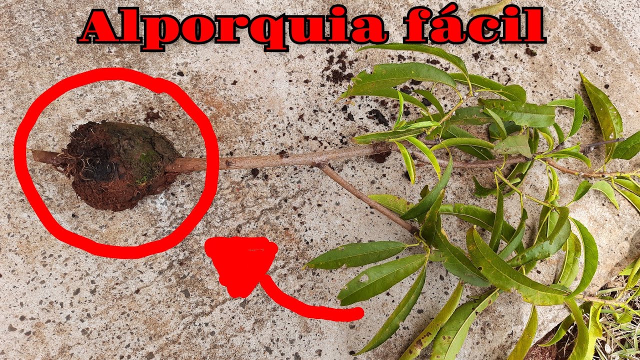 Como fazer alporquia em pé de PÊSSEGO fácil + resultados