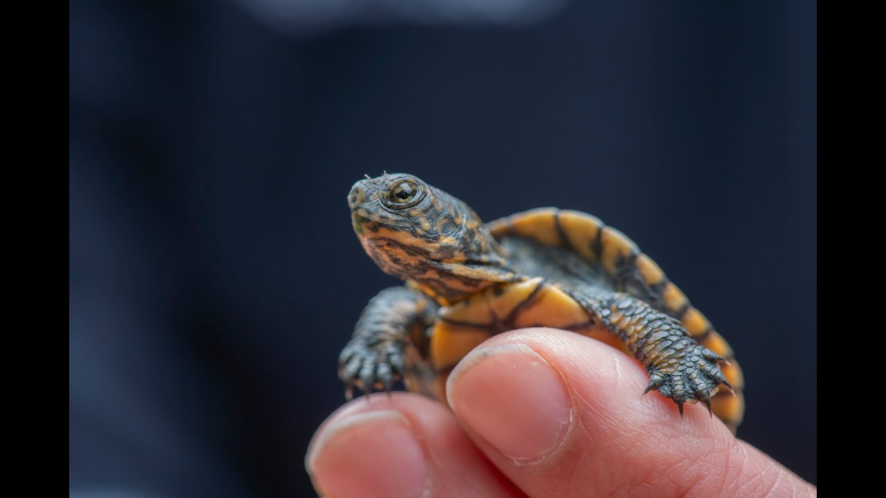 Zoo Welcomes 17 Endangered Baby Turtles - YouTube