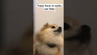 Les gusta #tolly