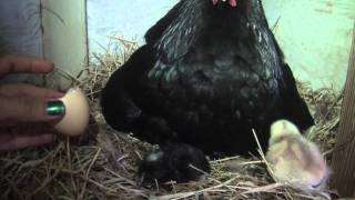 Celebrity Chicks Hatching from Eggs on Easter SUNDAY!! Net Worth