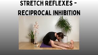 Stretch Reflexes - Reciprocal Inhibition