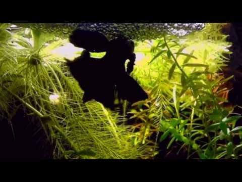 Halfmoon Betta Pair Spawning SUCCESS [HD]