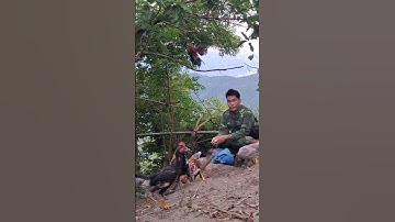 gà rừng giải nhìn gáy cực phê.qaib qus ntxuaj ti qua zoo tiag tiag