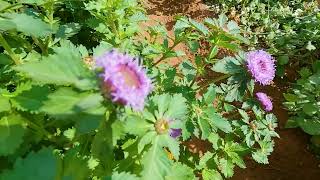 Wild cumin Centratherum anthelminticum