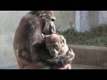 ネネとキヨマサ③ Mother(Nene) ＆ child(Kiyomasa) gorilla