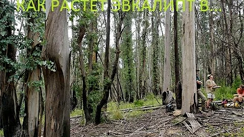 Как Растёт дерево ЭВКАЛИПТ в ЕВРОПЕ