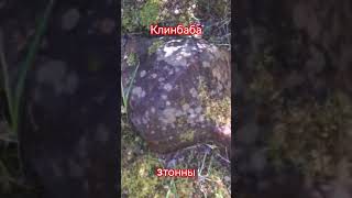 приехал в старое место за грибами и заодно проверил находку